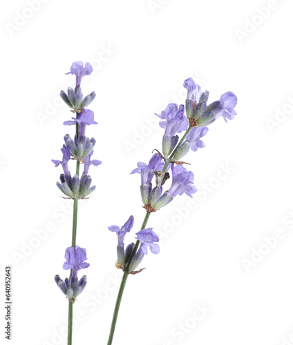 Beautiful blooming lavender flowers isolated on white