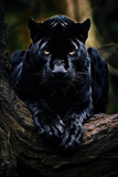 Resting Black Panther