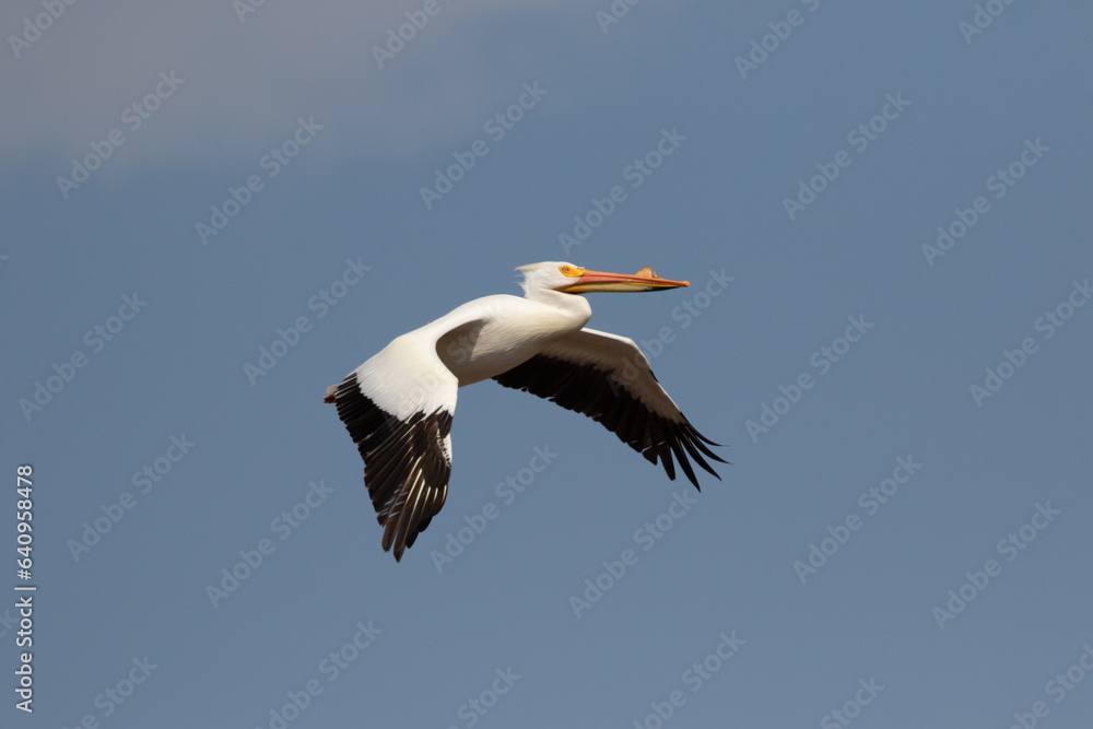 Obraz premium white pelican in flight