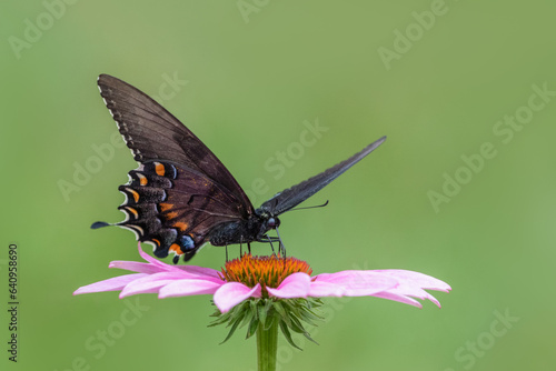 black butterfly on flower