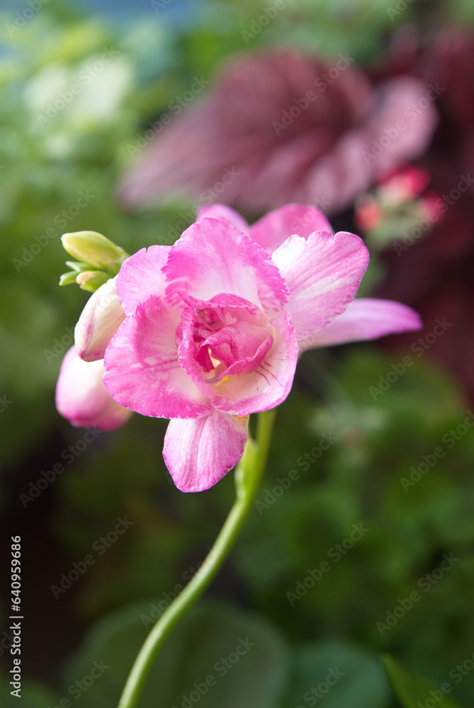 Obraz premium Scented flowers of purple white Freesia, genus Anomatheca
