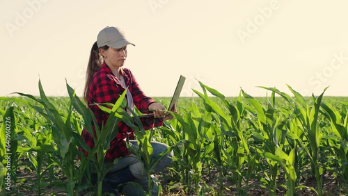 Foto Woman agronomist works in field examines shoots of corn