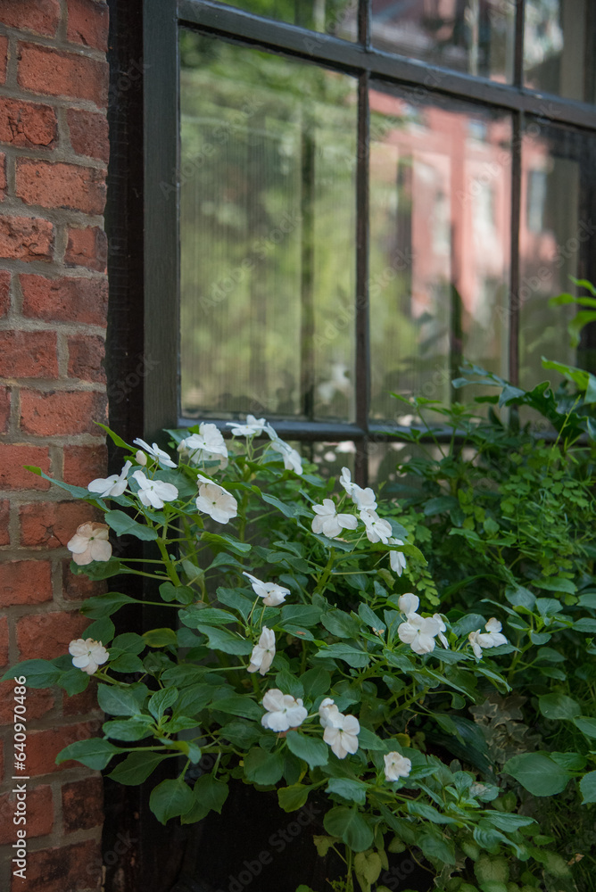 window with white flowers and green plants