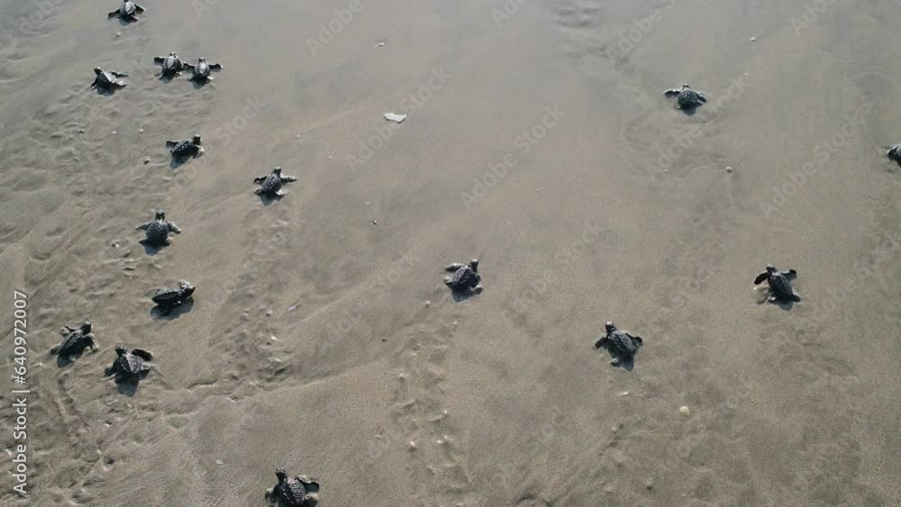 Newly hatched sea turtles make their way into the sea Newly hatched sea turtles make their way into the sea