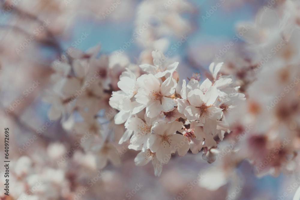 Obraz premium tree blossom