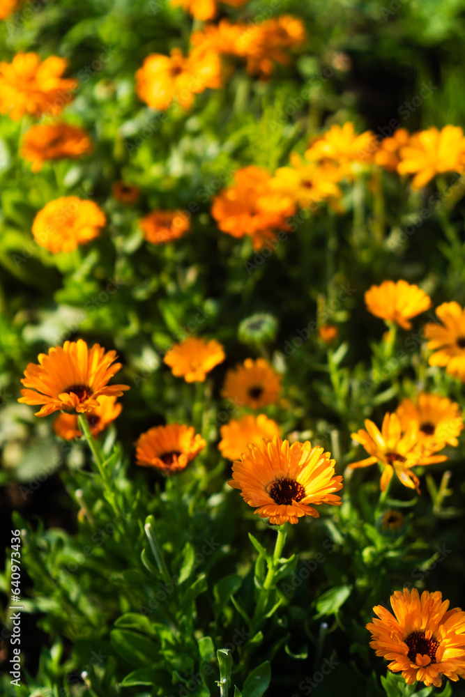 orange flowers in the garden