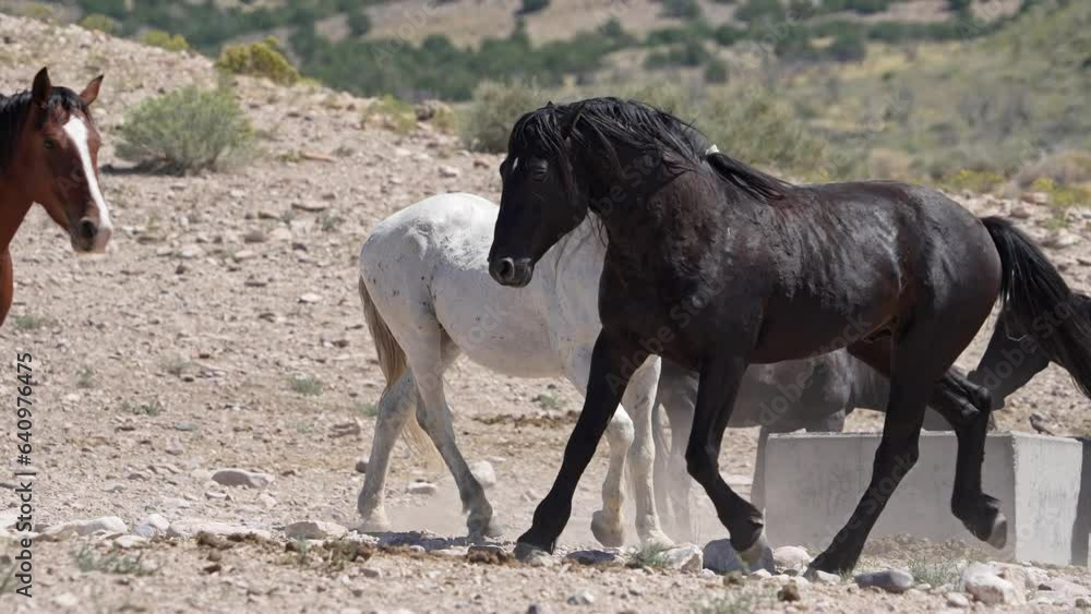 Wild horse chasing off another from a watering hole as others stand around waiting their turn. Wild horse chasing off another from a watering hole as others stand around waiting their turn.