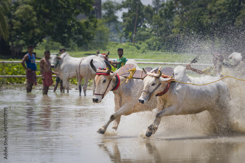 Pair of yoked bulls running on paddy field with ankle deep water. This cattle race is known as kambala in karnataka, moichara in West Bengal. photo