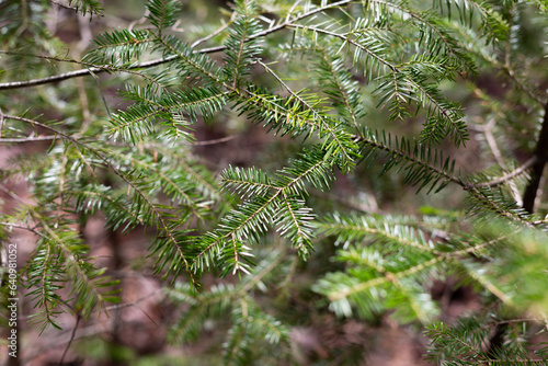 A close up image of a pine tree branch. 