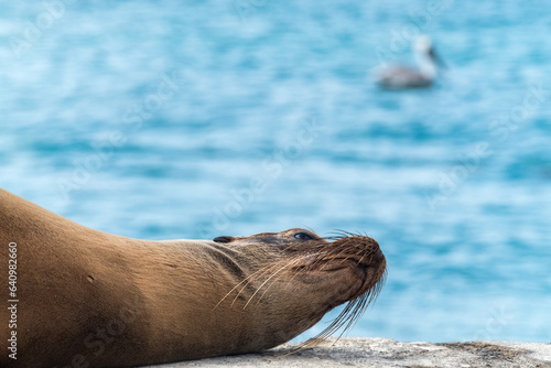 Some sea lions resting and sun bathing on the main pier at Floreana Island's harbour, one of the main islands of Galapagos, Ecuador