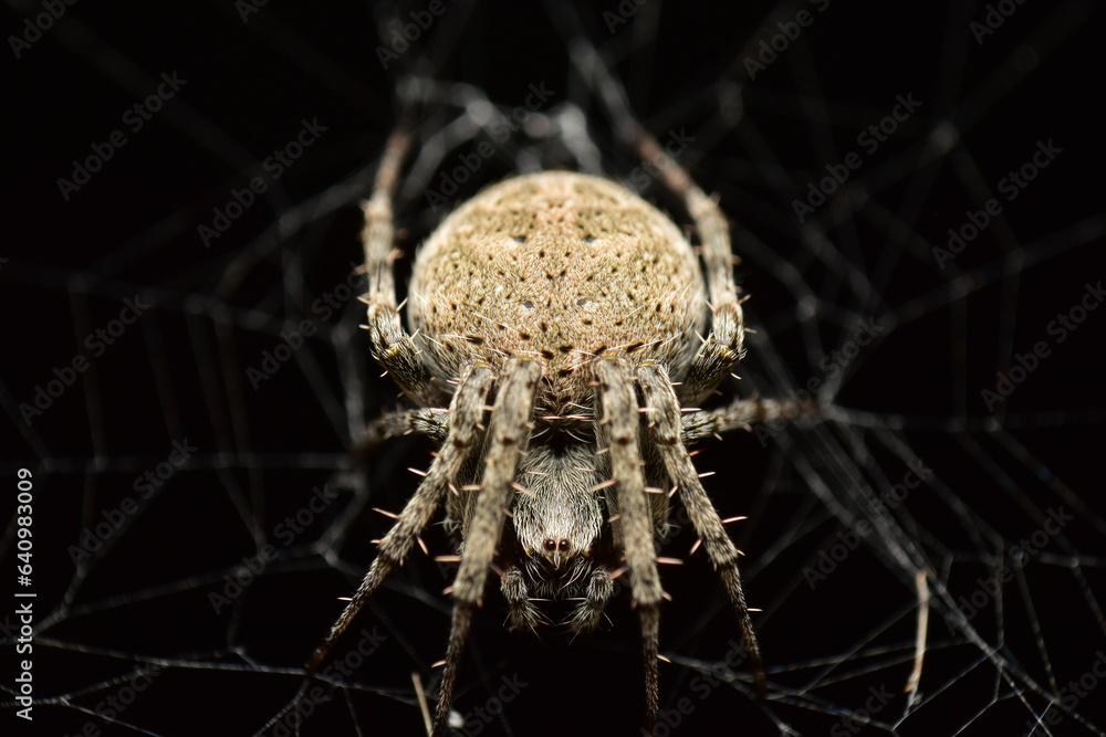 Spider Insects are invertebrates. when the body is fully grown The body