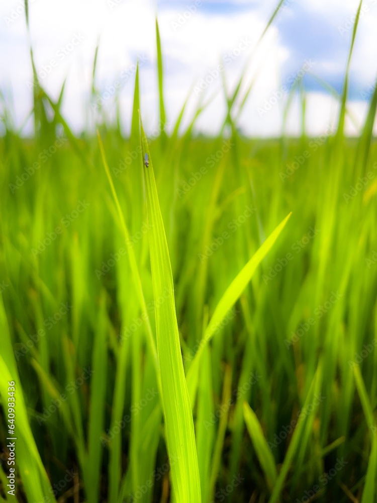 Green, Rice, Thailand, garden, summer, background, farming Green, Rice, Thailand, garden, summer, background, farming