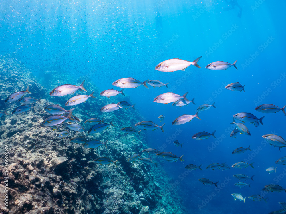 Fototapeta premium キビナゴの大群を襲う迫力あるカンパチ(アジ科)の群れ。日本国静岡県伊豆半島賀茂郡南伊豆町中木から渡し船で渡るヒリゾ浜にて。 2023年8月26日水中撮影。