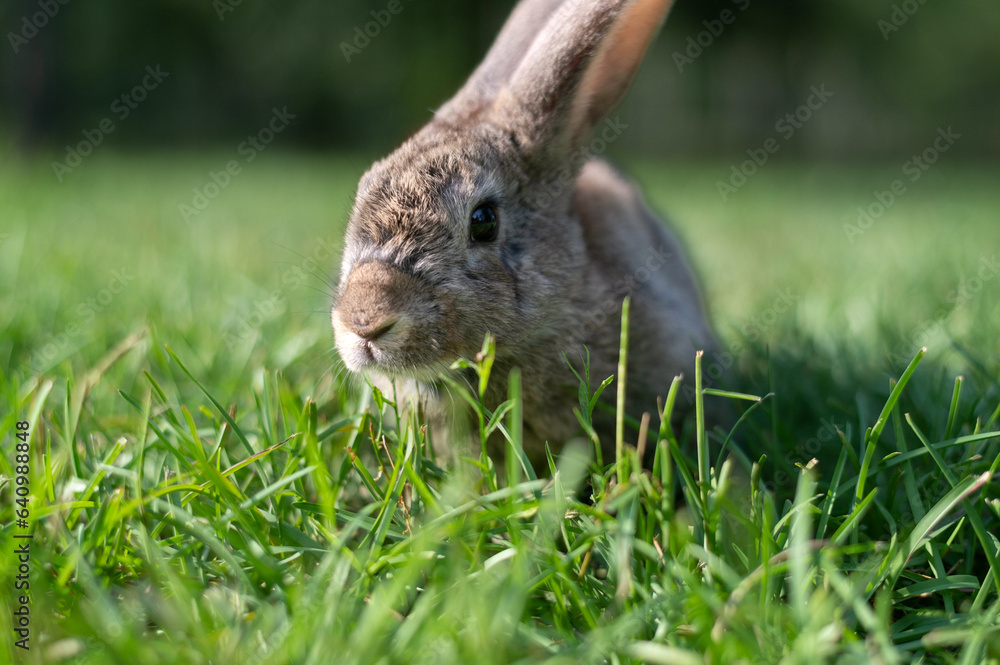 Fototapeta premium Rabbit in Summer Field Closeup