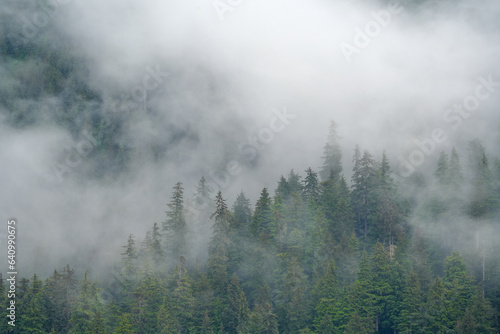 Misty landscape with forest on hills