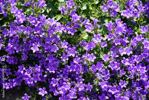 bellflowers campanula blue