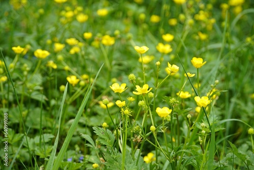 buttercup,meadow,spring,yellow flower