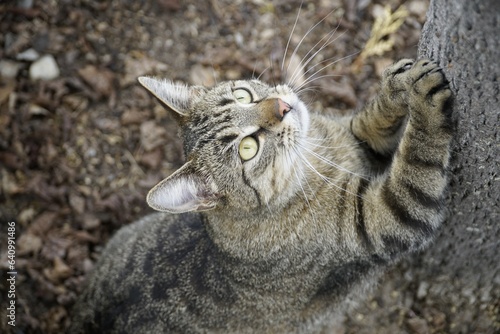 cat climbing sharpening claws pet