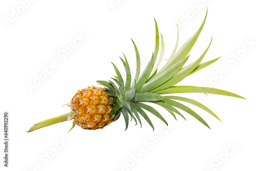 Fresh Pineapple with green leave isolated on white