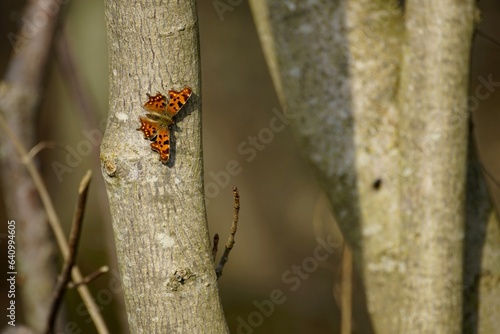 comma,butterfly,trees,insect