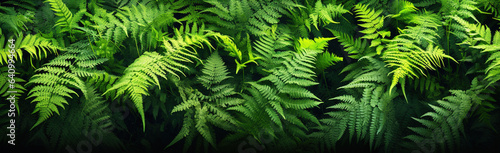 Natural background with fern leaves shadow