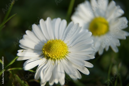 daisy bellis perennis close up flower