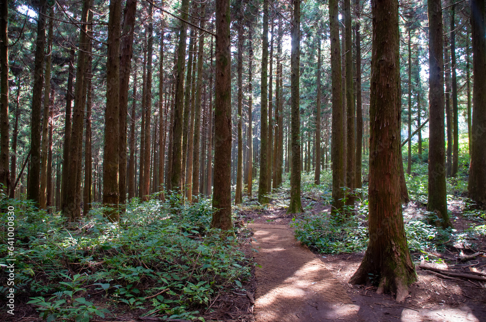 Obraz premium 숲속 산책로