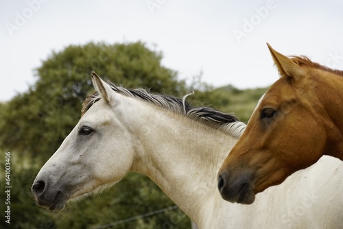 horses animals equine nature