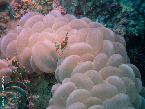 Squat Shrimp on Bubble Coral