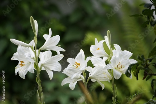 lilies,white lilies,flowers