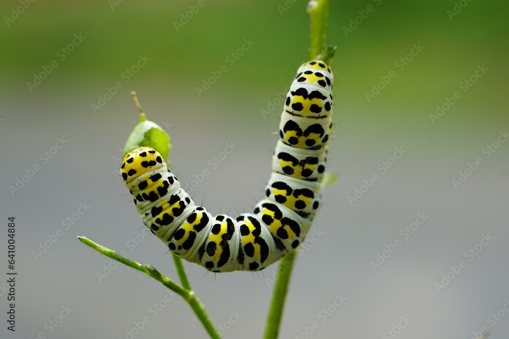 Mullein moth, Caterpillar, Insect