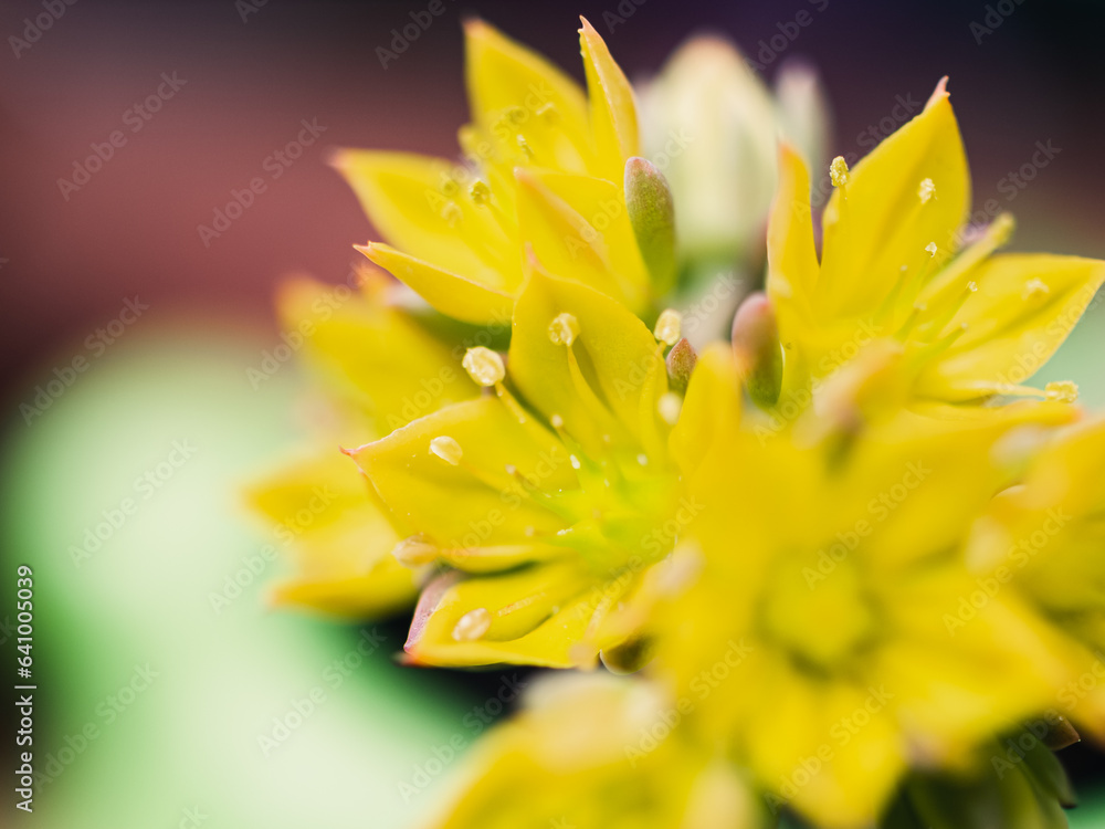 Yellow flower close up Yellow flower close up