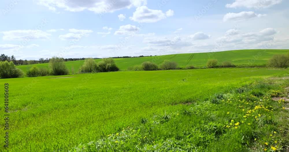 a field with growing young green cereals, a field with green cereals in the spring season a field with growing young green cereals, a field with green cereals in the spring season