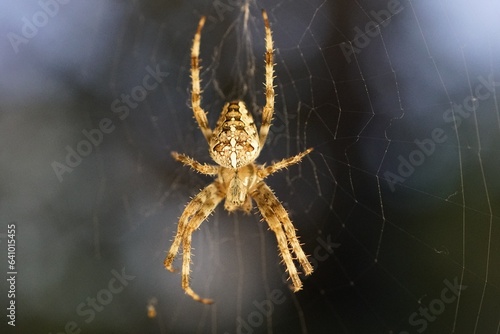 Spider, Garden spider, Cross spider © Mc