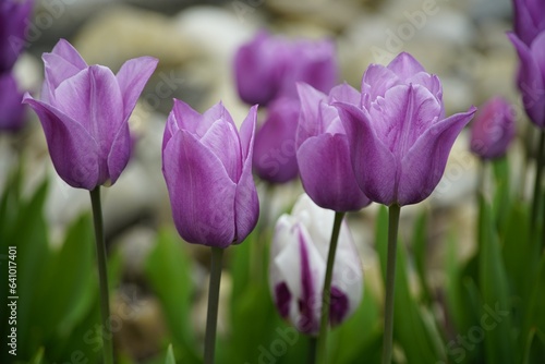 tulips flowers violet tulips violet