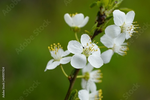 white flowers etals tree branch