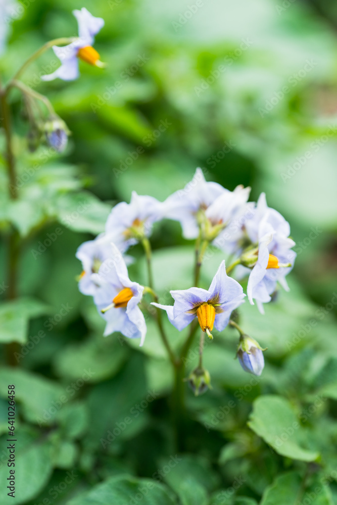 Blooming potato plants on the field. Selective focus. Blooming potato plants on the field. Selective focus.
