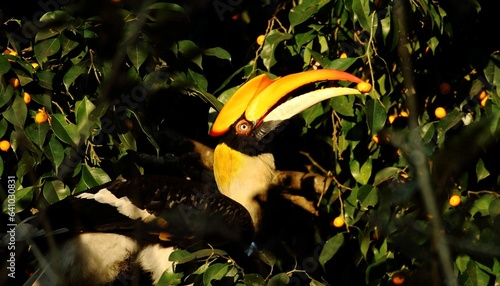 A great Indian Hornbill siting on a tree and holding some fruit between its beak. 
