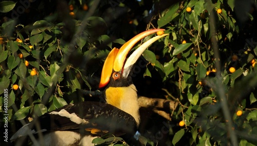 A great Indian Hornbill siting on a tree and holding some fruit between its beak. 