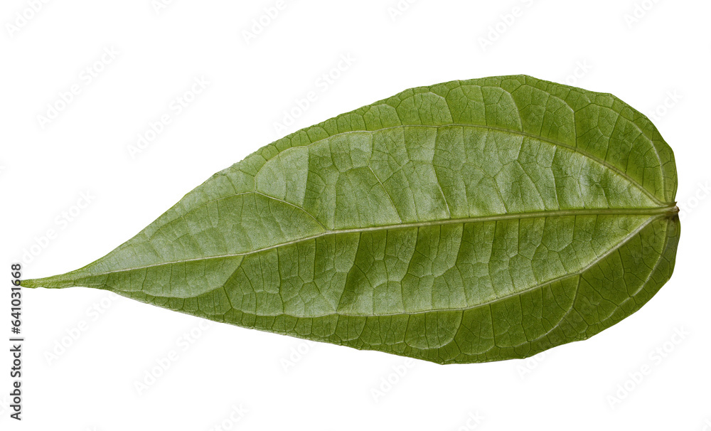 green leaf isolated on white background green leaf isolated on white background