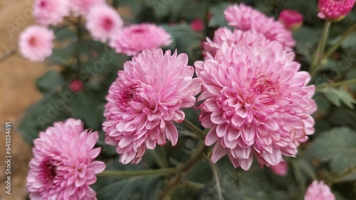 pink flowers