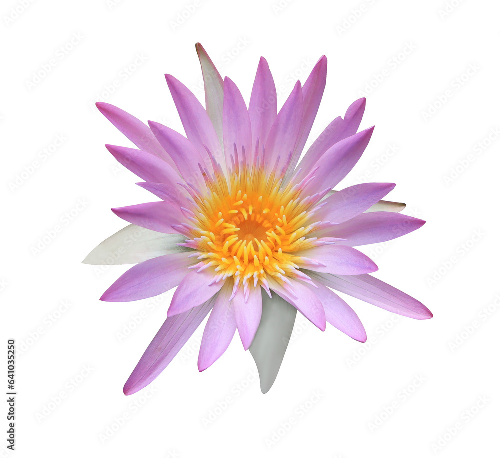 Lotus or Water lily or Nymphaea flower. Close up pink lotus flower isolated on transparent background.