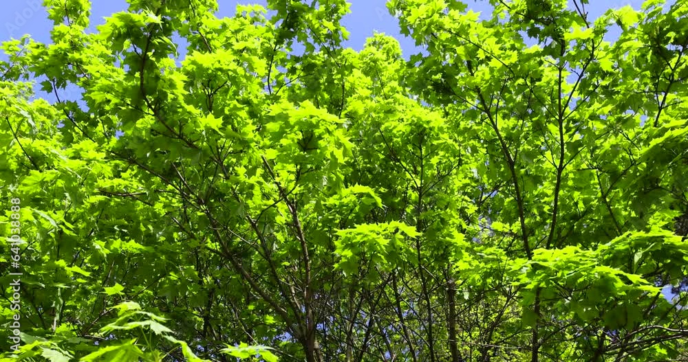 green young foliage of spring maples , maple trees during spring flowering and green foliage growth green young foliage of spring maples , maple trees during spring flowering and green foliage growth