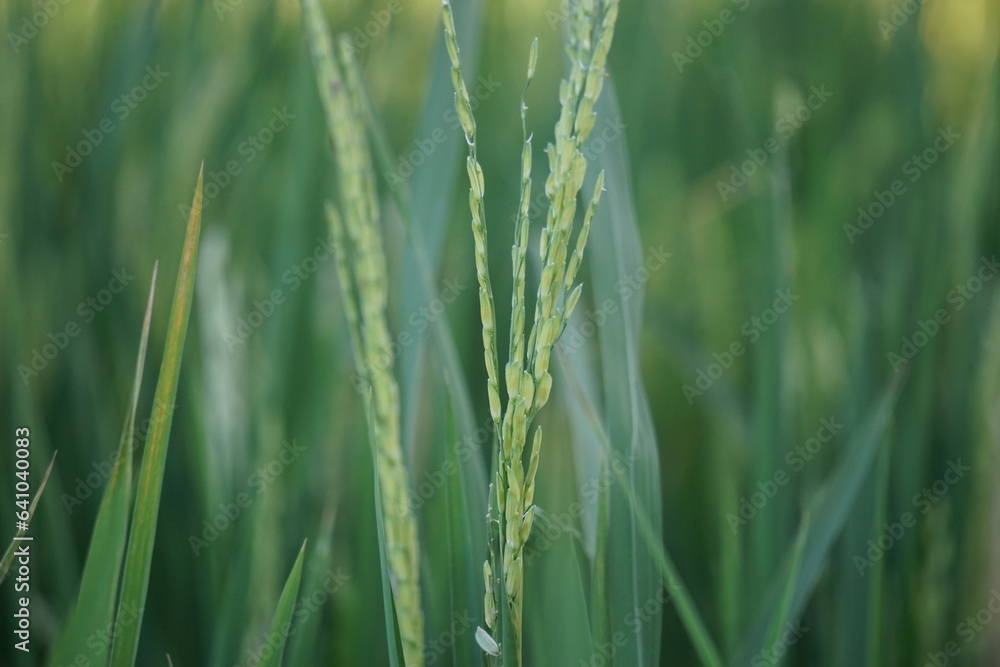 Green rice with a natural background. Rice is still green, young, not yet contained and not ready for harvest. Green rice with a natural background. Rice is still green, young, not yet contained and not ready for harvest.