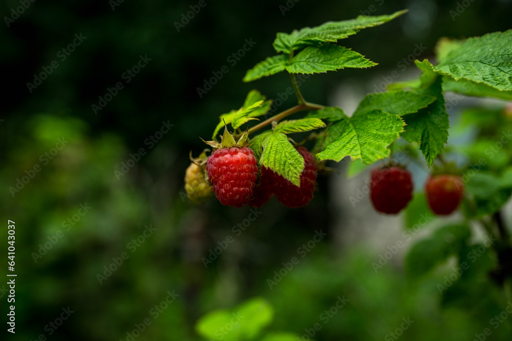 Branch with ripe raspberry in the garden. Selective focus. Shallow depth of field. Branch with ripe raspberry in the garden. Selective focus. Shallow depth of field.
