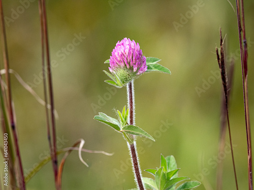 sharp and beautiful red clover blooming on a soft background