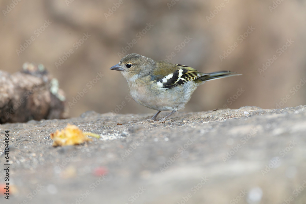 Fototapeta premium Madeira Chaffinch, Fringilla maderensis
