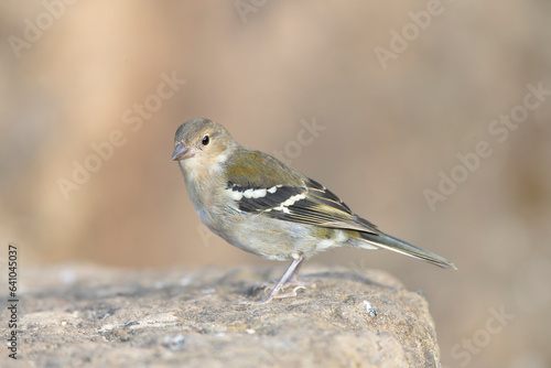 Madeira Chaffinch, Fringilla maderensis