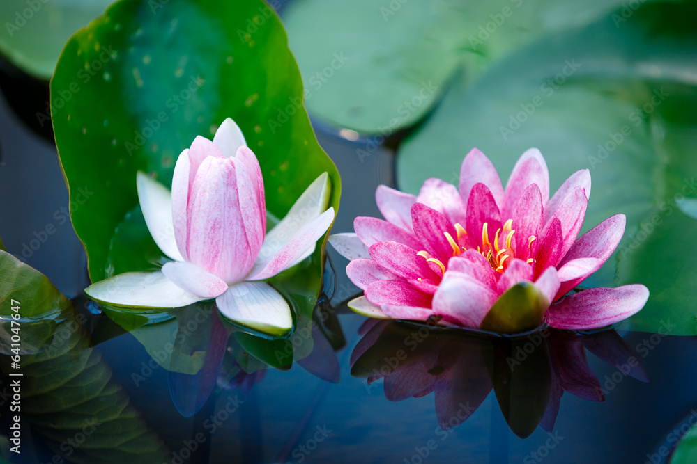 beautiful lotus with yellow pollen on blue surface of pond beautiful lotus with yellow pollen on blue surface of pond