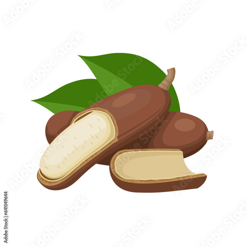 Vector illustration, Hymenaea courbaril, known as jatoba, isolated on white background.